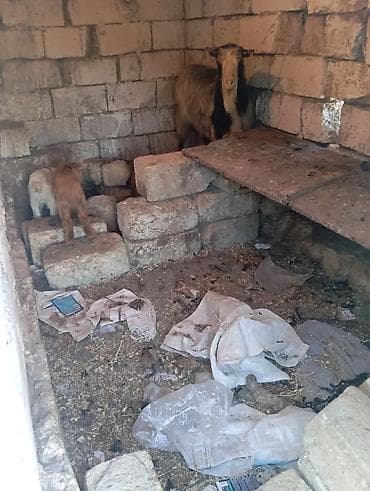 4 əmcəyi var əkiz balali di əkəy di balası da 2 də əkəy di 2 gün olub lalafo.az -da 4 əmcəyi var əkiz balali di əkəy di balası da 2 də əkəy di 2 gün olub