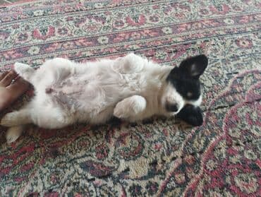 it qovan aparat: Pekines, 1 ay, Dişi, Peyvəndli, Ödənişli çatdırılma — 5