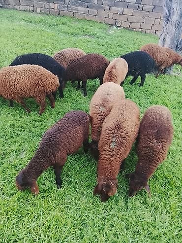 qaz cücəsi: Qoyun sürüsü – qaragül tipli, müxtəlif rənglərdə (qara, tünd — 3