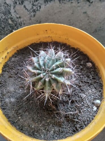 орхидея баку: Çiçek acan kaktuslar. 1 azn
baki metro sos,Sumqayit catdirilir — 8