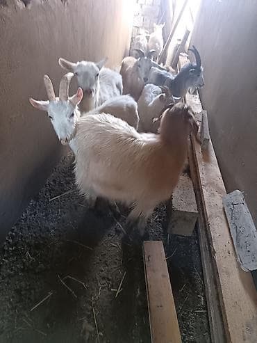 qaz ördək satışı: Saanen keçiləri satılır macar sortu, rusiya sortu isveçrə sortu — 5