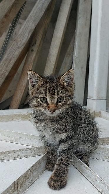 pisik oyuncagi: Tabbi, Erkək, Yaxşı əllərə, Ünvandan götürmə — 2