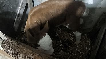 yumurta qoyan heyvanlar: Süd istiqamətli inək sürüsü - Şəkillərdə iri sağmal inəklər görünür; — 7