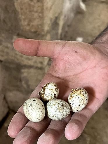 Kənd təsərrüfatı quşları: Məhsul: Bildircin və bildircin yumurtası - Cins: Ağ (tetra/texas — 4