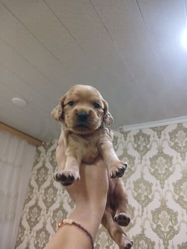 cocker: Koker spaniyel — 4