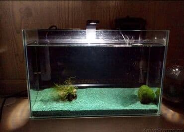 фильтр для аквариума: Şüşə akvarium Akvariumu istəyə görə boş yaxud bitki və canlılarla — 3