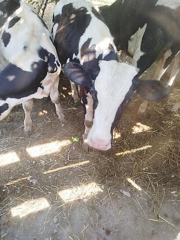 heyvanlar və balaları: Holşteyn cinsi erkəy dana - Rəng: ağ-qara ala. - Cins xüsusiyyəti — 3