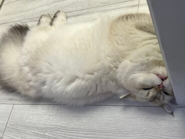 maraqli pişik adları: Şinşilla, Erkək — 3