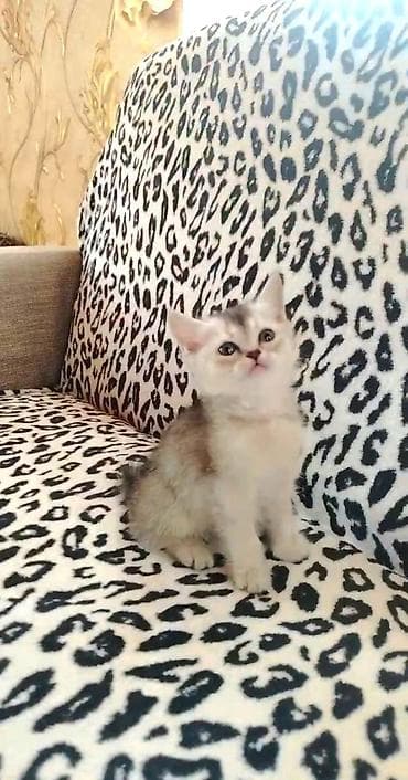 pisikler ucuz: Şinşilla, Dişi, Ödənişli çatdırılma, Ünvandan götürmə — 1