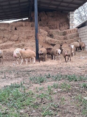 cins ineklerin qiymeti: Erkək, il: 5, 20 kq, Ətlik, Ünvandan götürmə — 6