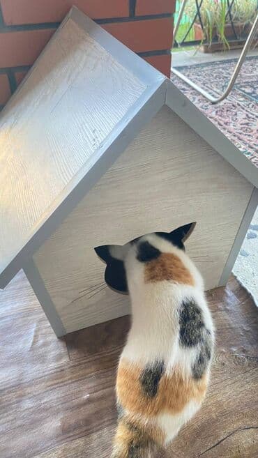 it yuvasi: Salam. Pişik, dovşan və itlər üçün keyfiyyətli yuvalara sifariş qəbul — 9