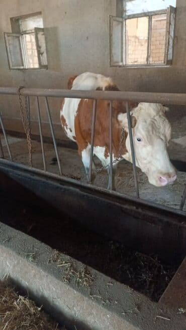 smental inekler: Самка, Simental, лет: 6, 650 кг, Для молока, Самовывоз — 1