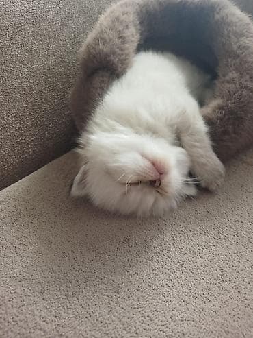 avcarka bala: Ragdoll cinsli balaca pişiklər - Cins: Ragdoll (sakit, mehriban və — 4