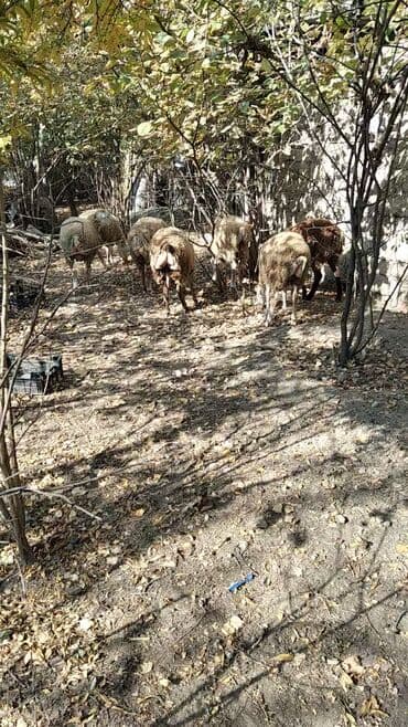 quzu satan: Məhsul:Quzular Təsvir: - Şəkillərdə gördüyünüz kimi 9baş tam sağlam — 4