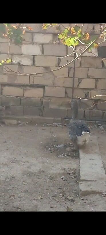 sort qazlar: Qazlar satılır - Növ: Ev qazı (ağ və boz rəngli fərdlər) - Say — 3