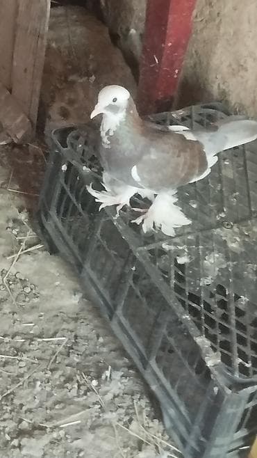 ev heyvanı satışı: Salam gördüyünüz quşlar satılır 5manatdan 20manata kimi quşlar var — 3