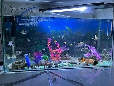 mal bazari az: Salam. akvarium əla vəziyyətdədi 30 dan çox balıq var hamısını üstə — 2