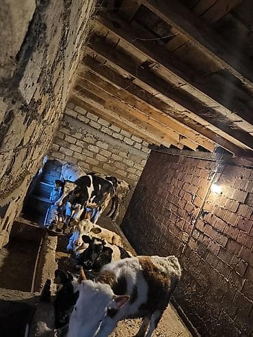 sud veren keci: Südlük inək – iri sağım məməsi, dördnipelli udder quruluşu - Cins — 10