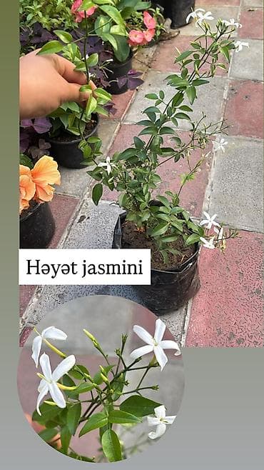 yakı otu qiyməti: Ətirli ev jasmini 7-9-15azn.
Çöl jasmini 10azn — 3