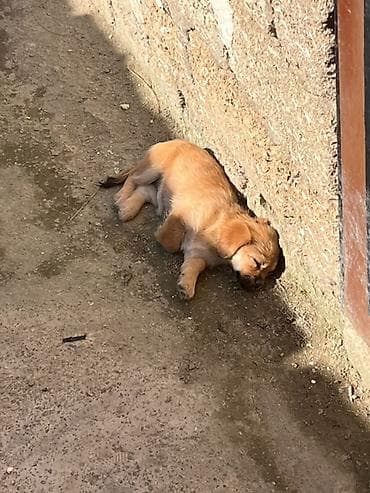 itler balaca: Pekines, 5 ay, Dişi, Peyvəndli, Ünvandan götürmə, Pulsuz çatdırılma — 2