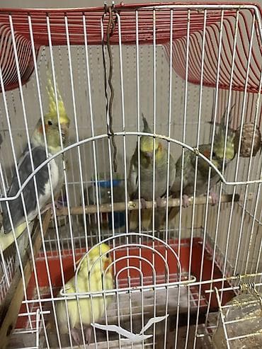 Salam. Fere xoruz birde 2 bala. Balalar 1 aylıqdı. Yeme düşübler. 100 lalafo.az -da Salam. Fere xoruz birde 2 bala. Balalar 1 aylıqdı. Yeme düşübler. 100