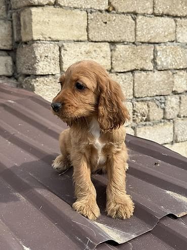 coban itləri: Koker spaniyel, 3 ay, Erkek, Peyvəndli, Ünvandan götürmə, Pulsuz çatdırılma — 1