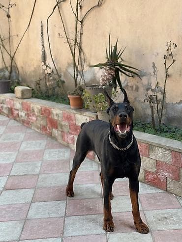 İtlər: Doberman, 3 il, Erkek, Cütləşmə üçün — 3
