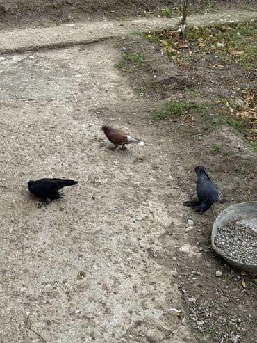 купить кролика в баку: Hamisi 30 azn ciddi alicilar yazsin — 3