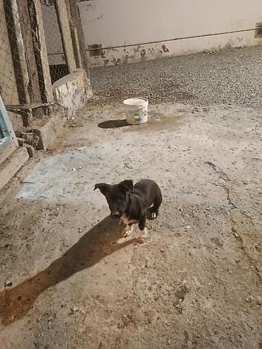 ən gözəl it adları: 4 ay, Erkek, Ünvandan götürmə — 2