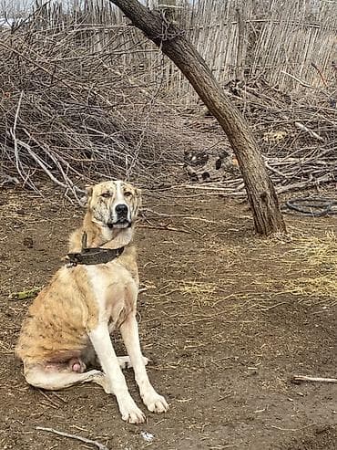 10 ay, Erkek, Ünvandan götürmə