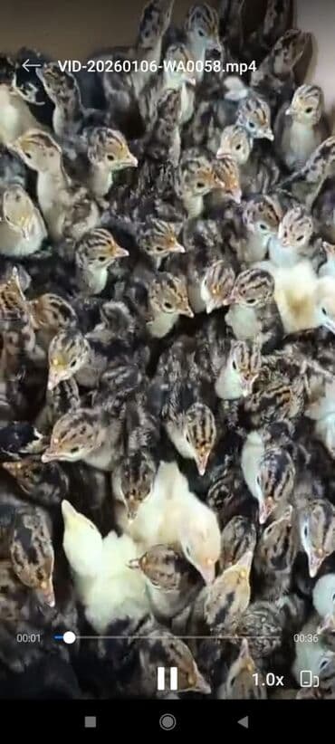 bala kirpi: Amerikan bronz hind quşu balaları satılır!!! Hər həftə çıxışımız var — 6