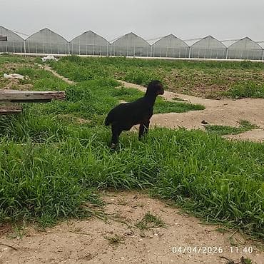 qurbanliq quzu: Ana bala qoyun cavandi balada disidi tam sağlam heyvandir ünvan — 1