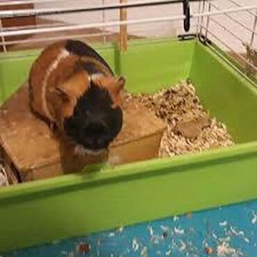 возьму породистого котенка в дар: Deniz donuzu(marskoy svinka) isteyirem pulsuz bashqa heyvanlarda olar — 1