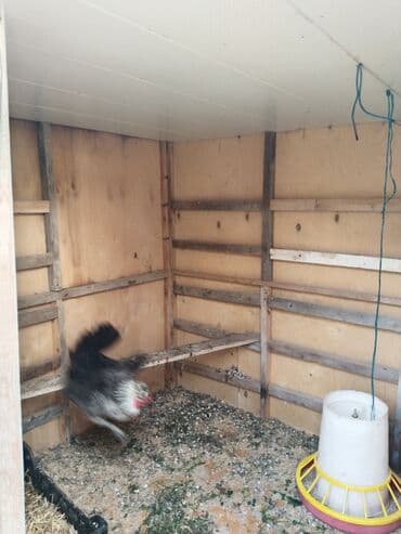 taxta domikler: Tovuq/kənd təsərrüfatı quşları üçün hazır tövlə (toyuq daxması) - — 4