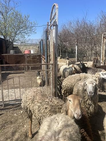 keci aliram: Qoyun və Keçi — təsərrüfat heyvanları - Növ: yerli qoyunlar və uzun — 8
