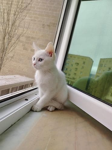 pisik qum: Türk anqora, Dişi, Yaxşı əllərə, Ünvandan götürmə — 1