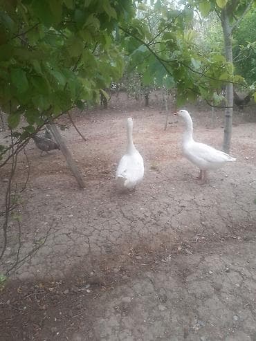 golden goose: Salam 2 əddədi biri 30 manata — 3