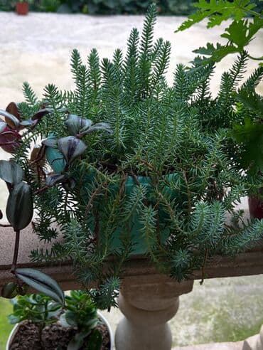 продажа комнатных растений: Her nov guler var endirimnen verecem Gencedi istiyen yazsin satiş — 24