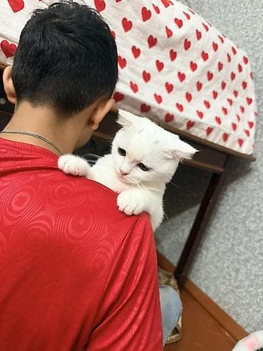 yalnız suda yaşayan heyvanlar: Dişi, Yaxşı əllərə, Ünvandan götürmə — 3