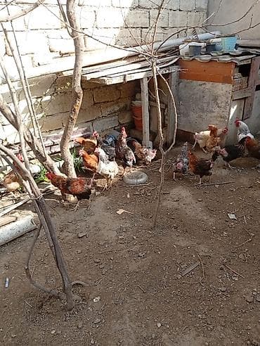 Hinduşkalar: Toyuq, Yumurtalıq, Ünvandan götürmə — 10