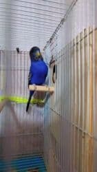 большая клетка для попугая: 🐦 Black face cavan cüt ilk balalar gəlir! 🐣 Rəngləri 💙 ciddi alıcı — 1