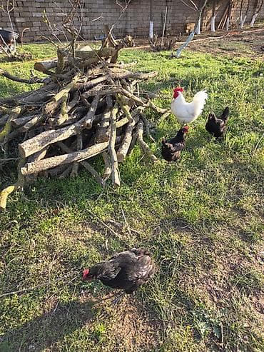 cuce satisi: Temiz qan Australorp cuceleri .3-gunluk 3 manat,20 gunluk -5manat — 1