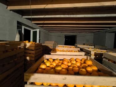 şeki paxlavası: Topdansatış portağal - Taxta yeşiklərdə çeşidlənmiş, iri həcmdə — 3