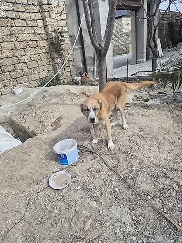 it şəkilləri: Qurdbasar, Peyvəndli — 4