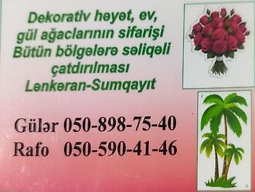 zolotoy us bitkisi: 📲 0508987540 ad Gülər xanım wp 🪴Hərnöv🪻 Dekrativ🪴Gül — 1