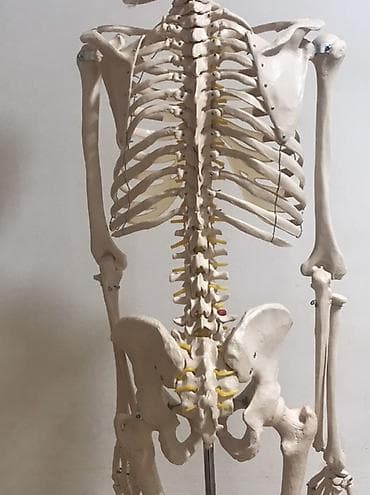 Viva Science tam ölçülü insan skeleti modeli - Brend: VIVA SCIENCE