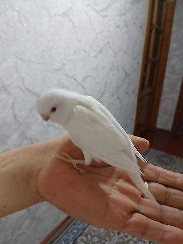 şahin quşu: Papuqaylarin hər biri 10 manat.Sumqayit şəh — 3