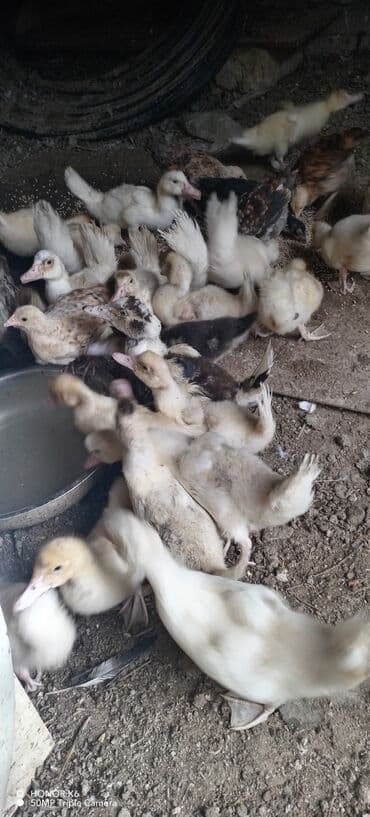 zumrud ordək: Məhsul: Muskovi (Hind) ördəkləri – müxtəlif rənglərdə sürü Təsvir: - — 19