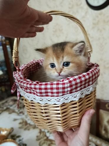 Qızıl şinşilla
