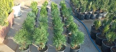 gül toxumları satışı: Dekorativ çöl bitkilərinin satışı və Sifarişlə yetişdirilməsi.Satış — 17